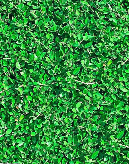 標(biāo)題:地毯草
瀏覽次數(shù):2674
發(fā)表時(shí)間:2017-11-02