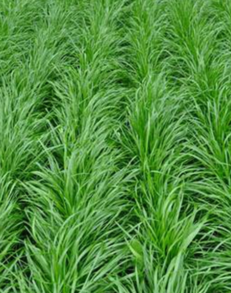 標(biāo)題：多年生黑麥草
瀏覽次數(shù)：2707
發(fā)表時間：2017-11-02