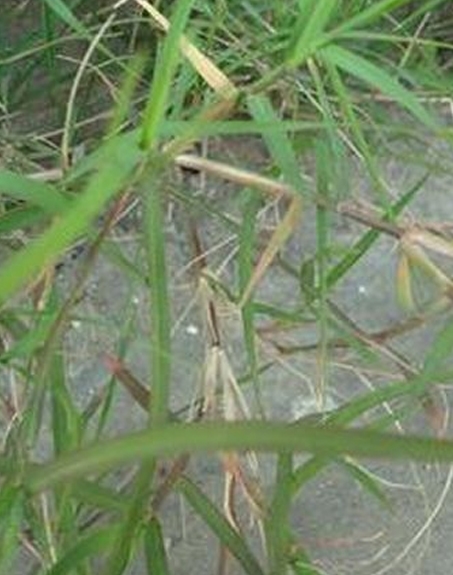 標(biāo)題：狗牙根
瀏覽次數(shù)：2876
發(fā)表時(shí)間：2017-11-02