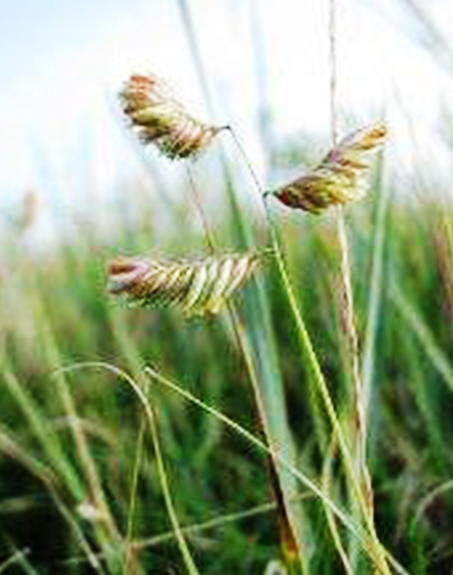 標(biāo)題：野牛草
瀏覽次數(shù)：3274
發(fā)表時(shí)間：2017-11-02