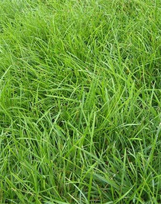 標(biāo)題：高羊茅
瀏覽次數(shù)：3146
發(fā)表時(shí)間：2017-11-02