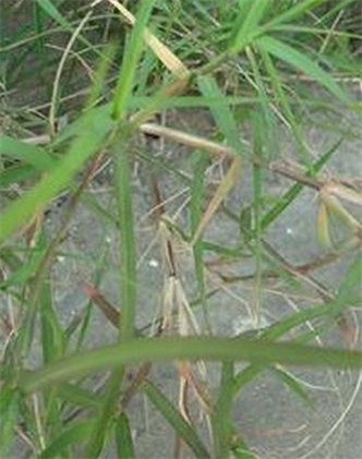 標(biāo)題：狗牙根
瀏覽次數(shù)：2875
發(fā)表時(shí)間：2017-11-02