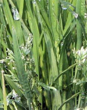 標(biāo)題：剪股穎
瀏覽次數(shù)：2828
發(fā)表時(shí)間：2017-11-02