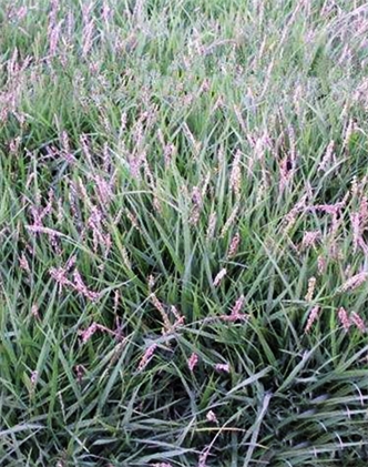 標(biāo)題：結(jié)縷草
瀏覽次數(shù)：4069
發(fā)表時(shí)間：2017-11-02