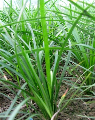 標(biāo)題：麥冬
瀏覽次數(shù)：4016
發(fā)表時(shí)間：2017-11-02