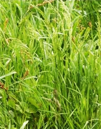 標(biāo)題：普通早熟禾
瀏覽次數(shù)：4025
發(fā)表時(shí)間：2017-11-02