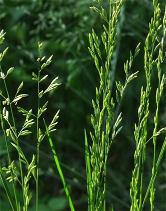 標(biāo)題：葦狀羊茅
瀏覽次數(shù)：3718
發(fā)表時(shí)間：2017-11-02