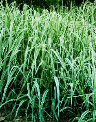 標(biāo)題：紫羊茅
瀏覽次數(shù)：3402
發(fā)表時(shí)間：2017-11-02