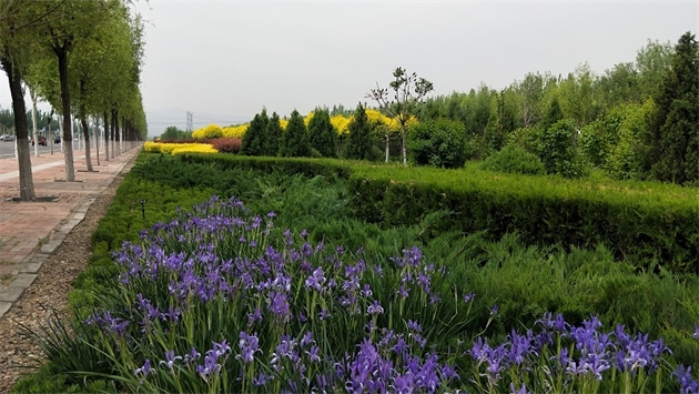 標題：張家口經(jīng)開區(qū)秋季清水河生態(tài)綠廊建
瀏覽次數(shù)：2648
發(fā)表時間：2020-10-16