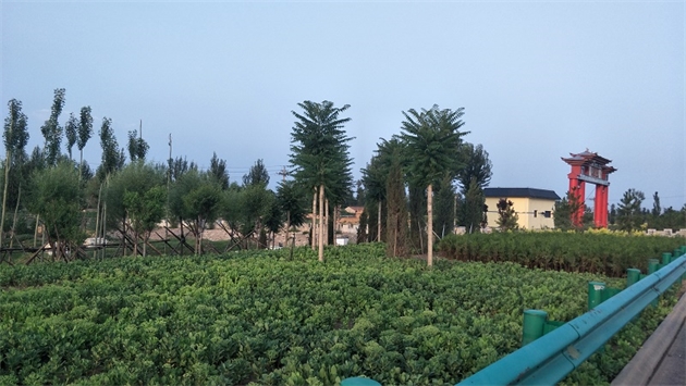 標(biāo)題：張家口經(jīng)開(kāi)區(qū)腰站堡飲用水源地生態(tài)涵養(yǎng)綠化
瀏覽次數(shù)：2985
發(fā)表時(shí)間：2020-10-16