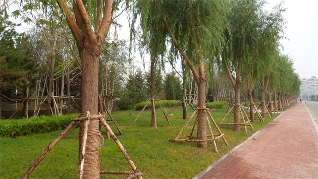 標(biāo)題：通遼市勝利北路道路景觀綠化
瀏覽次數(shù)：1887
發(fā)表時(shí)間：2020-10-16