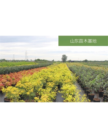 標題：苗木基地
瀏覽次數(shù)：2470
發(fā)表時間：2020-10-17