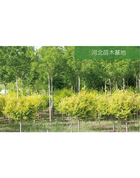 標(biāo)題：苗木基地
瀏覽次數(shù)：2432
發(fā)表時(shí)間：2020-10-17