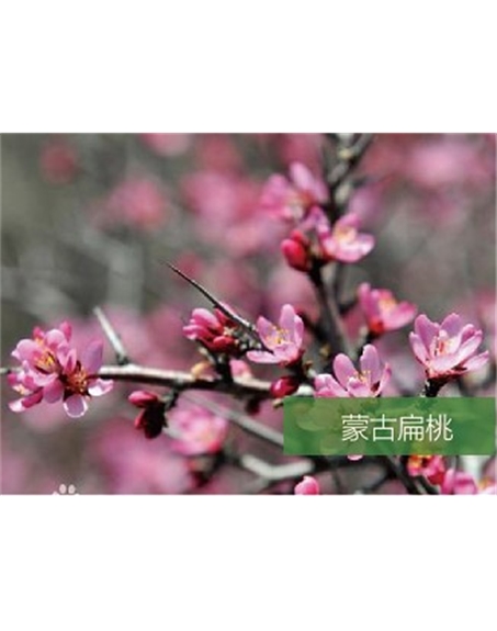 標題：名貴樹種
瀏覽次數(shù)：1720
發(fā)表時間：2020-10-17