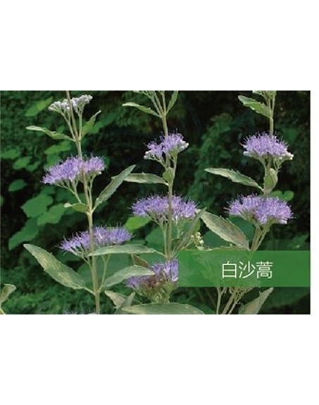 標(biāo)題：名貴樹種
瀏覽次數(shù)：1773
發(fā)表時(shí)間：2020-10-17