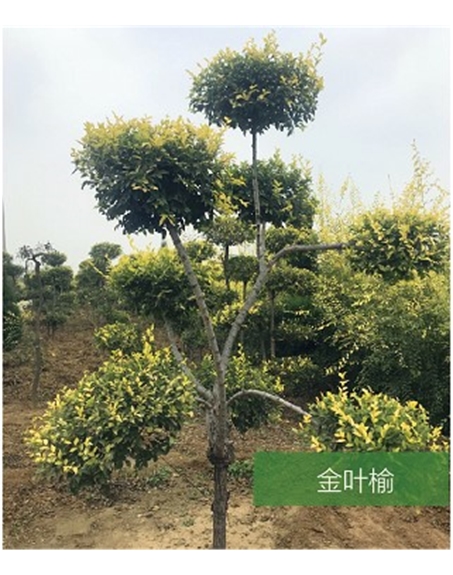 標(biāo)題：名貴樹種
瀏覽次數(shù)：1760
發(fā)表時(shí)間：2020-10-17