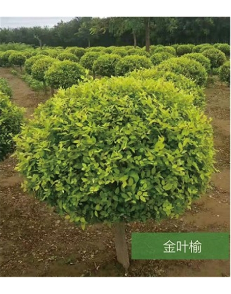 標(biāo)題：名貴樹種
瀏覽次數(shù)：1769
發(fā)表時(shí)間：2020-10-17