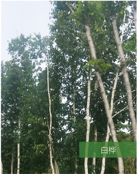 標(biāo)題：名貴樹種
瀏覽次數(shù)：1827
發(fā)表時(shí)間：2020-10-17