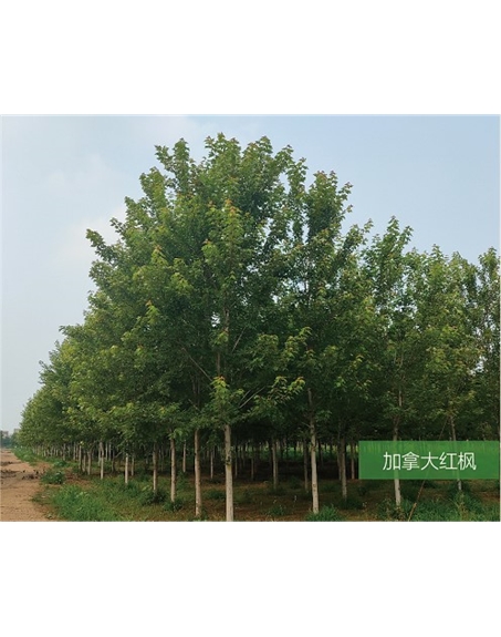 標(biāo)題:名貴樹種
瀏覽次數(shù):2058
發(fā)表時間:2020-10-17