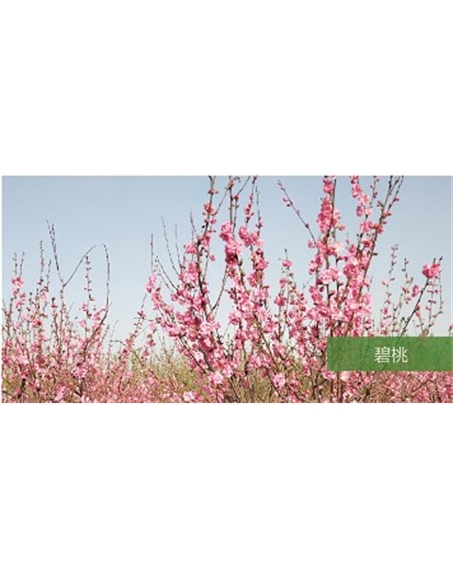 標題：喬灌木
瀏覽次數(shù)：1678
發(fā)表時間：2020-10-17