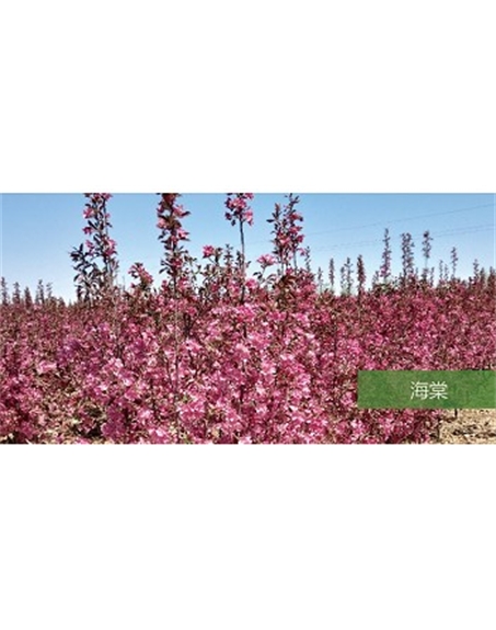 標(biāo)題:?jiǎn)坦嗄?瀏覽次數(shù):1841
發(fā)表時(shí)間:2020-10-17