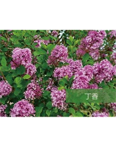 標題：喬灌木
瀏覽次數(shù)：1654
發(fā)表時間：2020-10-17