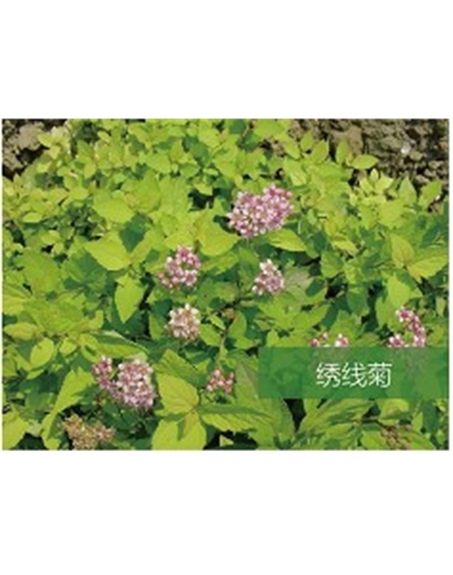 標(biāo)題：喬灌木
瀏覽次數(shù)：1865
發(fā)表時(shí)間：2020-10-17