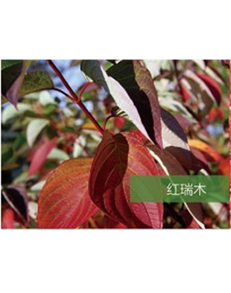 標(biāo)題:?jiǎn)坦嗄?瀏覽次數(shù):1883
發(fā)表時(shí)間:2020-10-17