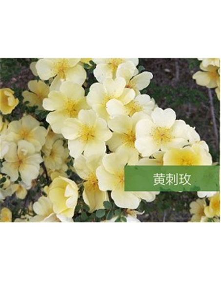 標題：喬灌木
瀏覽次數(shù)：1683
發(fā)表時間：2020-10-17