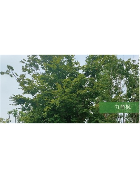 標(biāo)題:?jiǎn)坦嗄?瀏覽次數(shù):1774
發(fā)表時(shí)間:2020-10-17