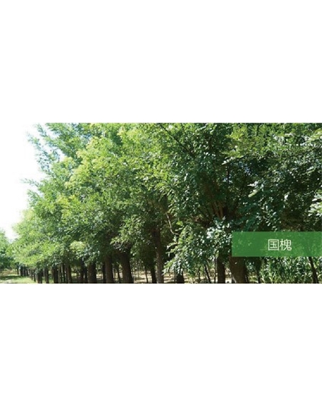 標題：喬灌木
瀏覽次數(shù)：1926
發(fā)表時間：2020-10-17