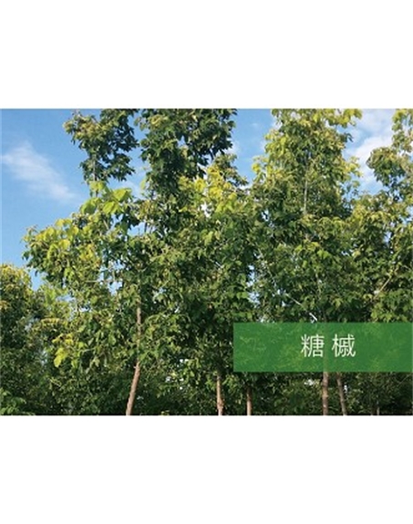 標(biāo)題:?jiǎn)坦嗄?瀏覽次數(shù):2461
發(fā)表時(shí)間:2020-10-17