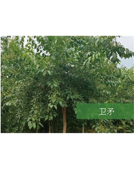 標(biāo)題:?jiǎn)坦嗄?瀏覽次數(shù):2348
發(fā)表時(shí)間:2020-10-17