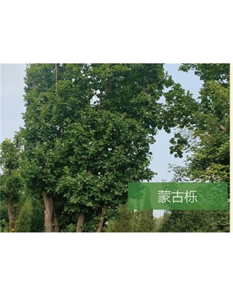 標(biāo)題:?jiǎn)坦嗄?瀏覽次數(shù):2482
發(fā)表時(shí)間:2020-10-17