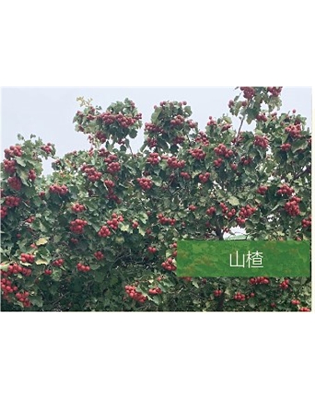 標題：喬灌木
瀏覽次數(shù)：2349
發(fā)表時間：2020-10-17