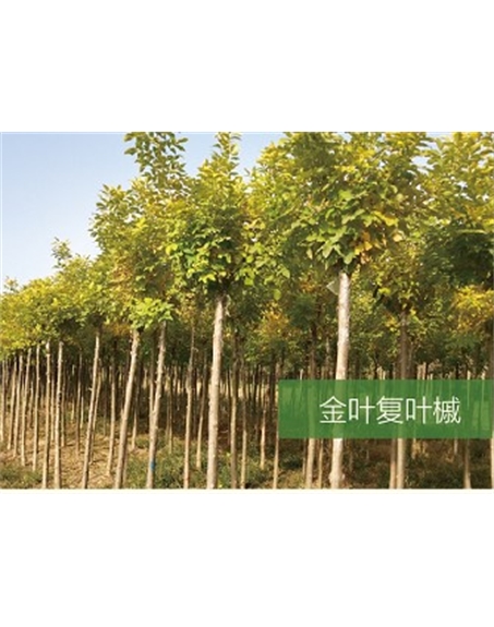 標題:喬灌木
瀏覽次數(shù):2306
發(fā)表時間:2020-10-17