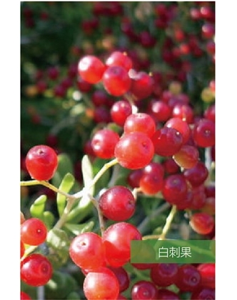 標題：名貴樹種
瀏覽次數(shù)：1760
發(fā)表時間：2020-10-17