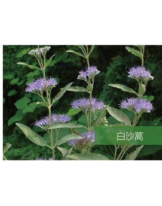 標(biāo)題：名貴樹種
瀏覽次數(shù)：1696
發(fā)表時間：2020-10-17