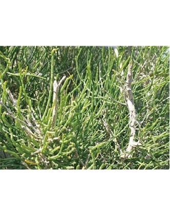 標(biāo)題：名貴樹種
瀏覽次數(shù)：1893
發(fā)表時間：2020-10-17