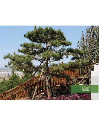 標(biāo)題：名貴樹(shù)種
瀏覽次數(shù)：1724
發(fā)表時(shí)間：2020-10-17