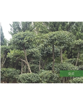 標(biāo)題：名貴樹(shù)種
瀏覽次數(shù)：1688
發(fā)表時(shí)間：2020-10-17