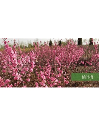 標(biāo)題：?jiǎn)坦嗄?瀏覽次數(shù)：1725
發(fā)表時(shí)間：2020-10-17