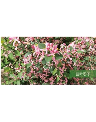 標(biāo)題：?jiǎn)坦嗄?瀏覽次數(shù)：1663
發(fā)表時(shí)間：2020-10-17