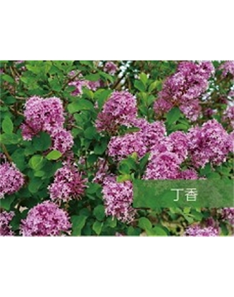 標(biāo)題：?jiǎn)坦嗄?瀏覽次數(shù)：1653
發(fā)表時(shí)間：2020-10-17