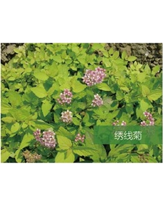 標(biāo)題：?jiǎn)坦嗄?瀏覽次數(shù)：1864
發(fā)表時(shí)間：2020-10-17