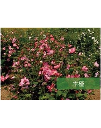 標題：喬灌木
瀏覽次數(shù)：1856
發(fā)表時間：2020-10-17