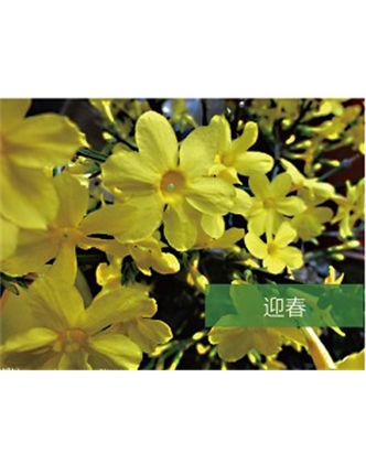 標題：喬灌木
瀏覽次數(shù)：1686
發(fā)表時間：2020-10-17