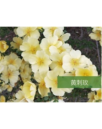 標題：喬灌木
瀏覽次數(shù)：1682
發(fā)表時間：2020-10-17