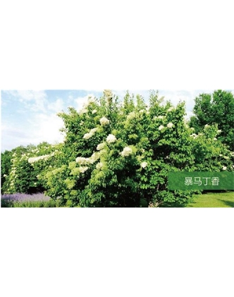 標題：喬灌木
瀏覽次數(shù)：1912
發(fā)表時間：2020-10-17