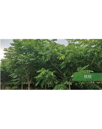 標(biāo)題：喬灌木
瀏覽次數(shù)：1742
發(fā)表時間：2020-10-17